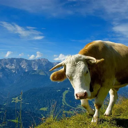 Lakeside 29 Appartement Zell am See